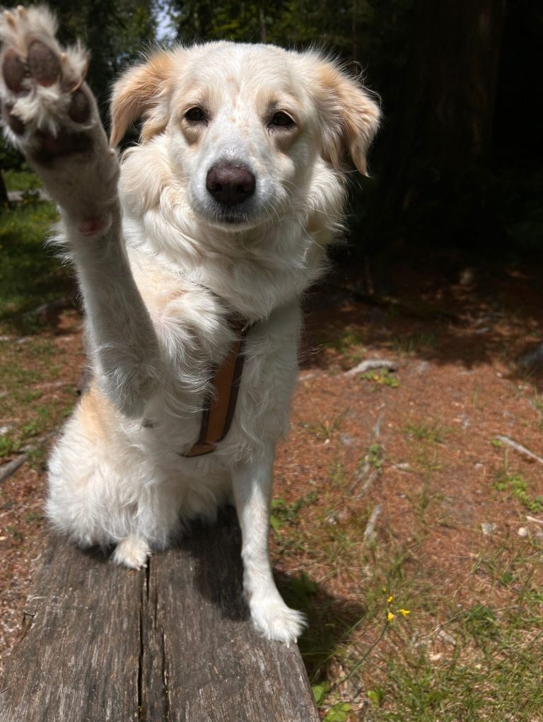 Weißer Hund sitzt mit erhobener Pfote in einem Waldgebiet.